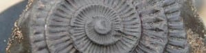 ammonite fossil spiral, image by sue watling